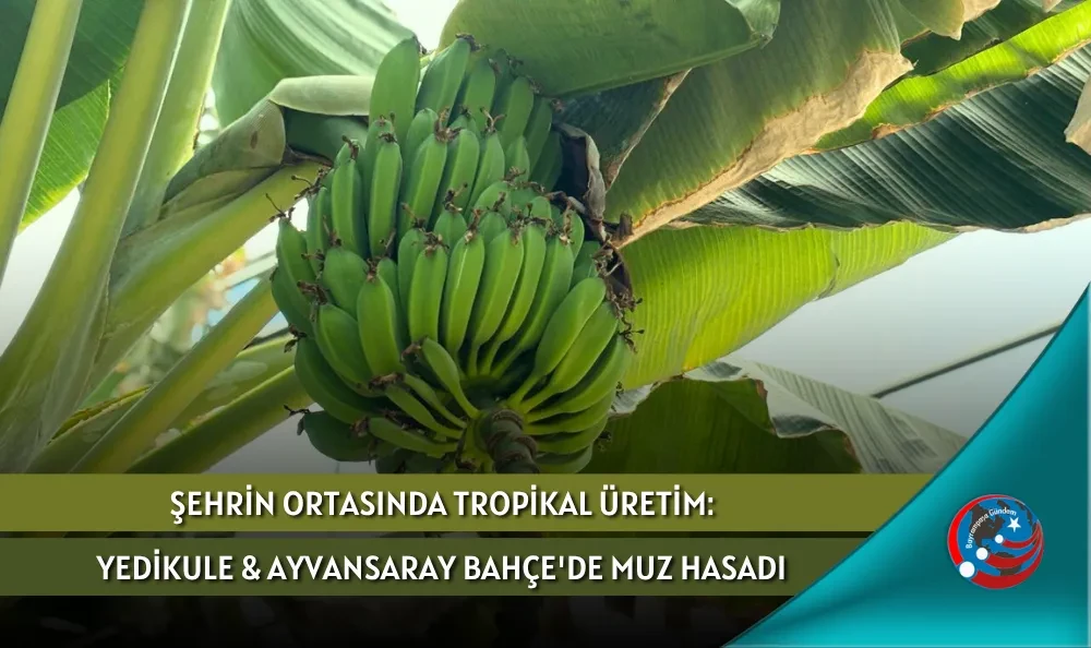 ŞEHRİN ORTASINDA TROPİKAL ÜRETİM: YEDİKULE & AYVANSARAY BAHÇE